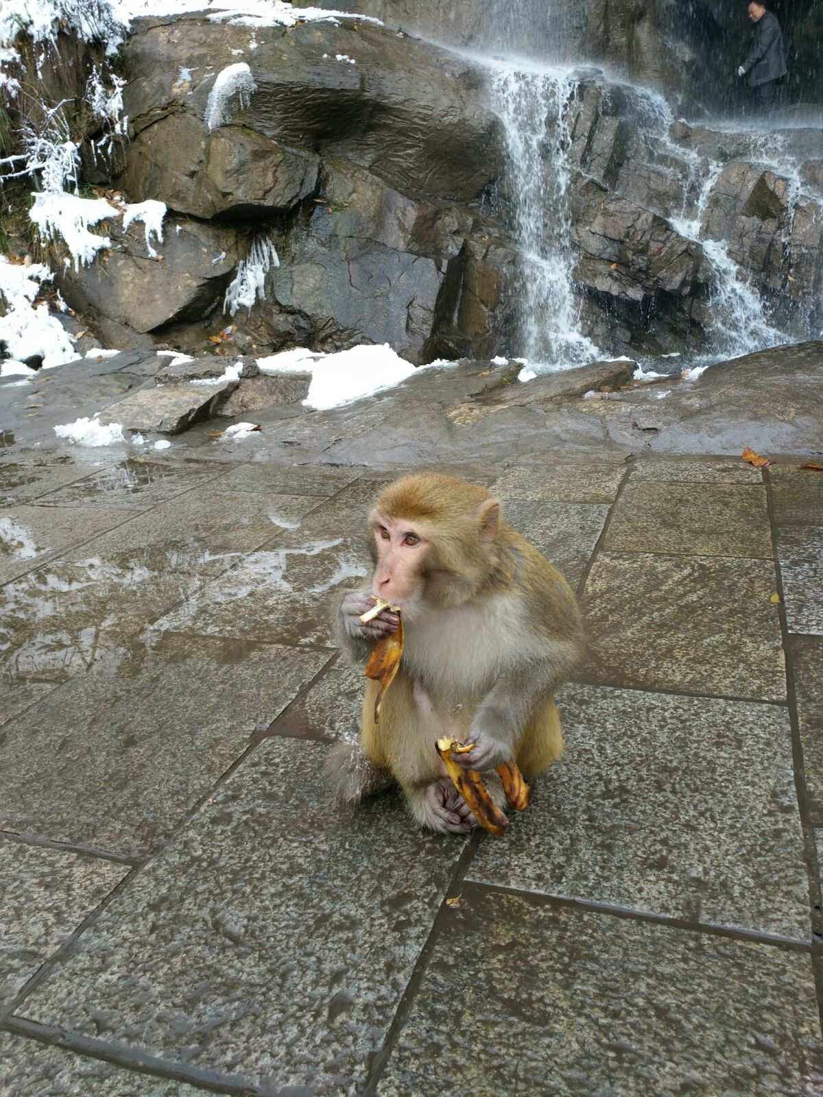 包含电报猴打电话叫人的词条