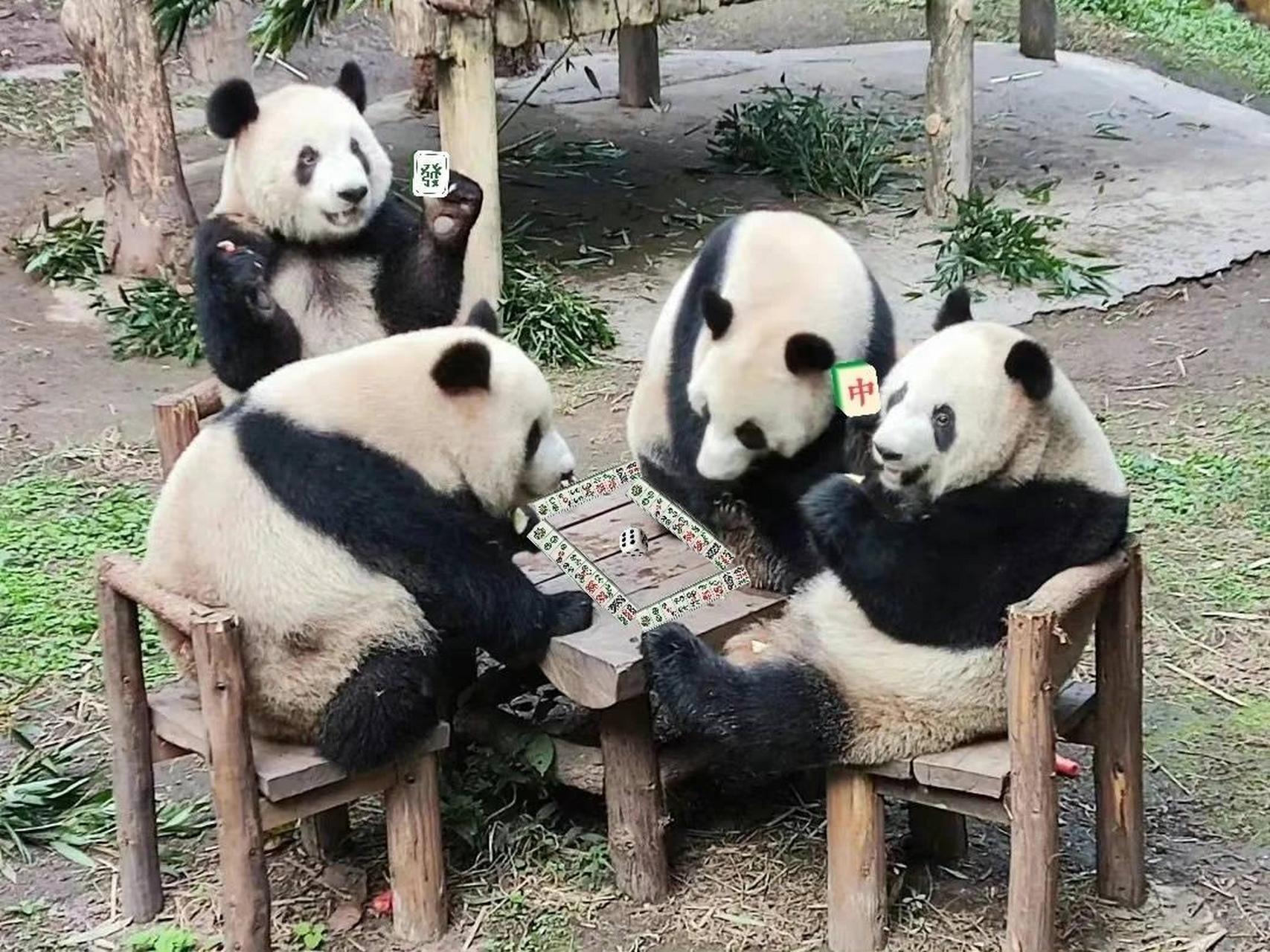 熊猫赌博官网-熊猫赌博官网下载
