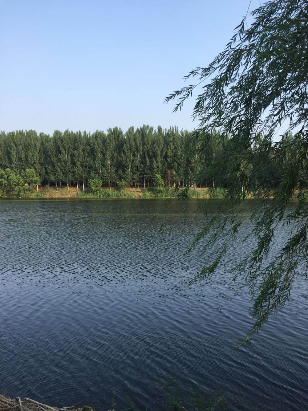 莱阳天气-山东烟台莱阳天气