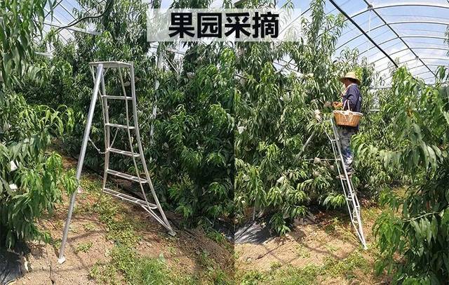 果树梯子图片_果树梯田如何修建