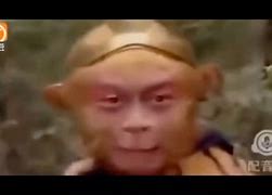 猴子电报员字幕_猴子发电报原视频