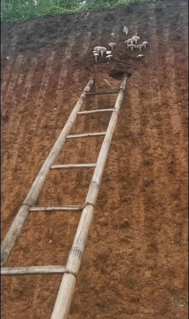 求个梯子贴吧_求一个梯子软件
