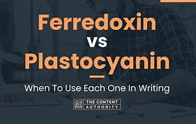plastocyanin_plastocyanin antibody