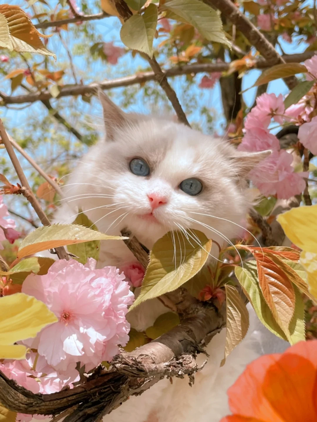樱花猫梯子_樱花猫梯子安全吗