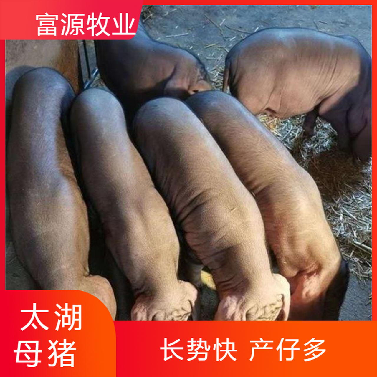 三条蛇仔缠大猪正确答案_三条蛇仔缠大猪是什么动物