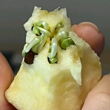 半条虫子是什么意思_半条虫子是什么意思啊