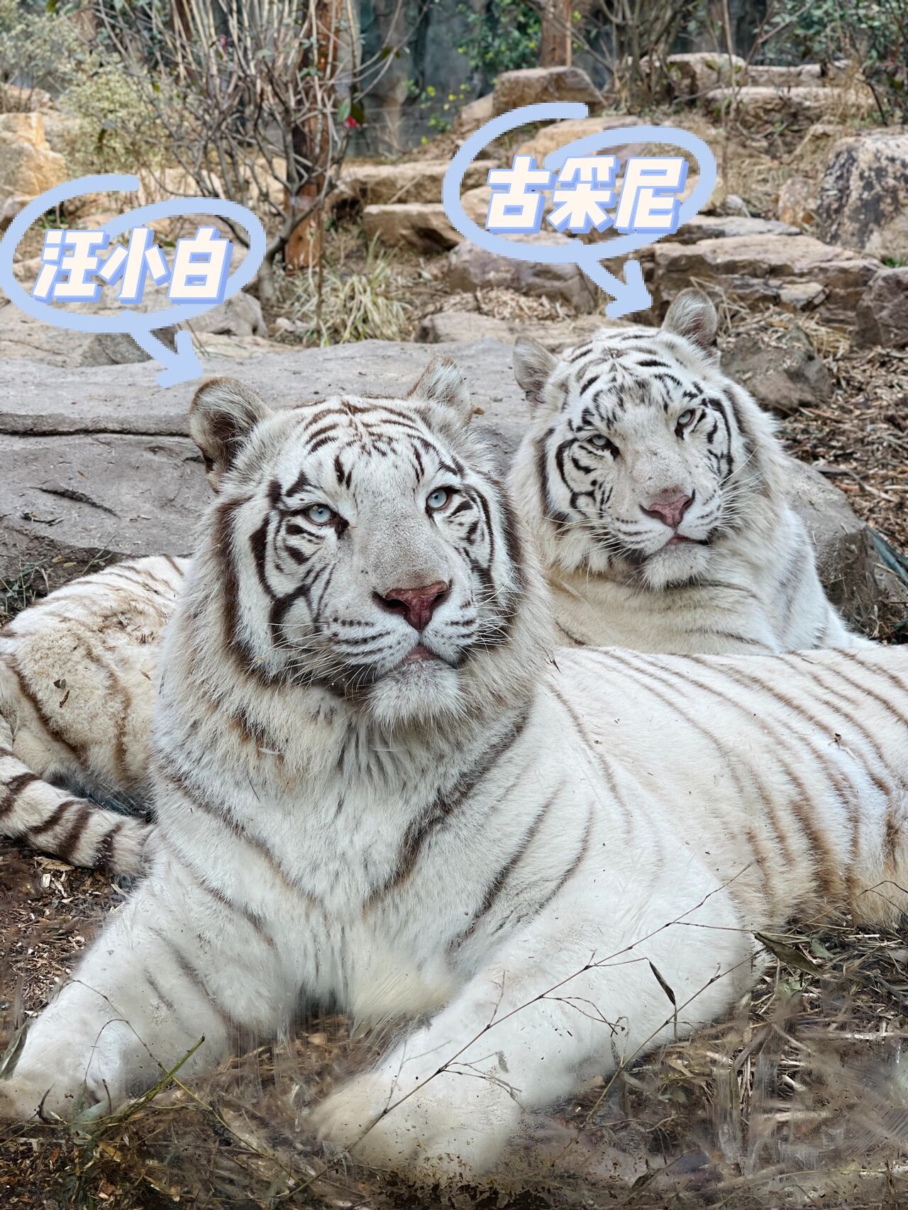 今期六字出玄机打一准确动物_今期六字出玄机,特数出此不为奇是什么生肖