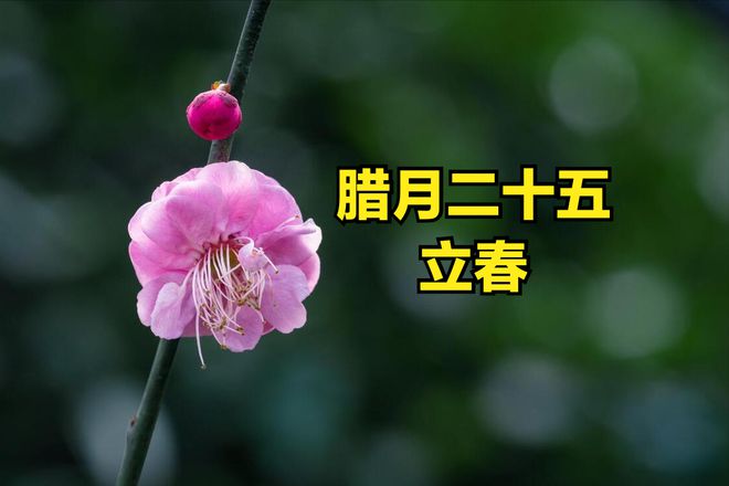 立春打一生肖有哪些_立春打一生肖是什么动物