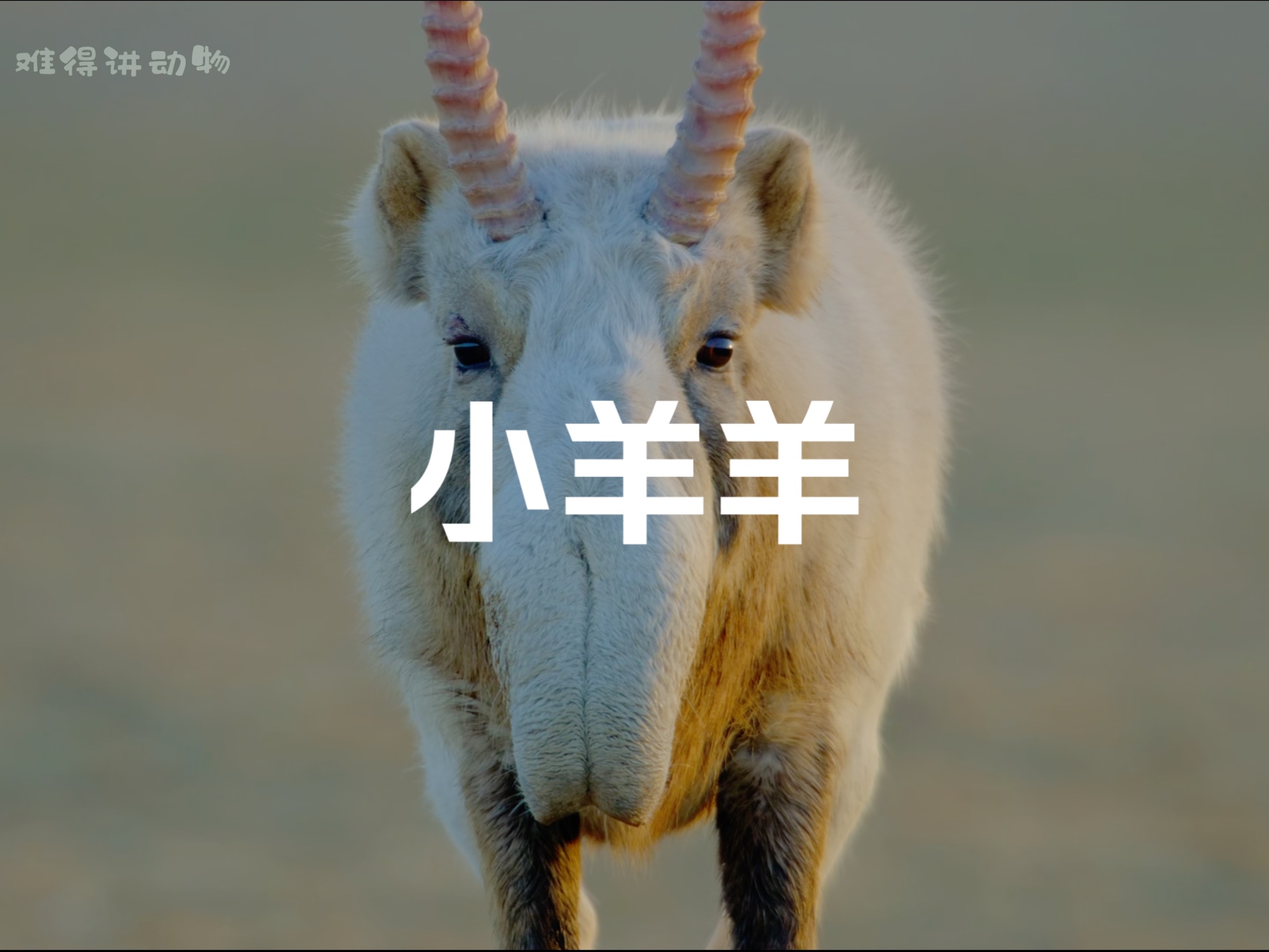羊丑是什么意思_丑羊羊是什么意思