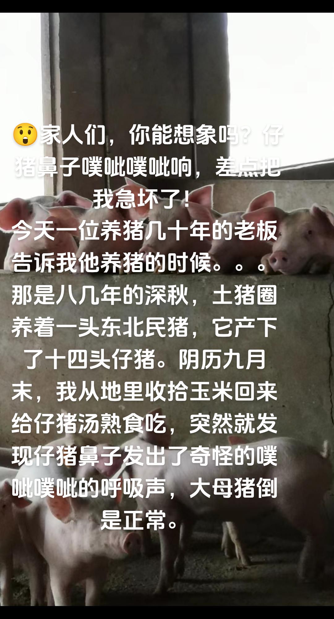三条蛇仔缠大猪_三条蛇仔缠大猪,打正确一肖