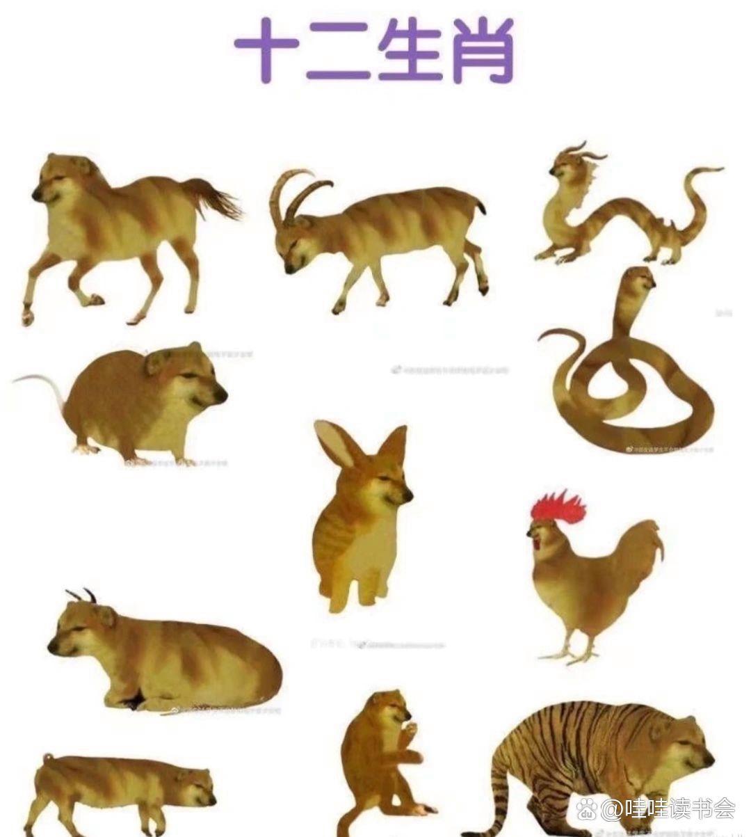 水满金山钱满仓是指什么生肖动物的简单介绍